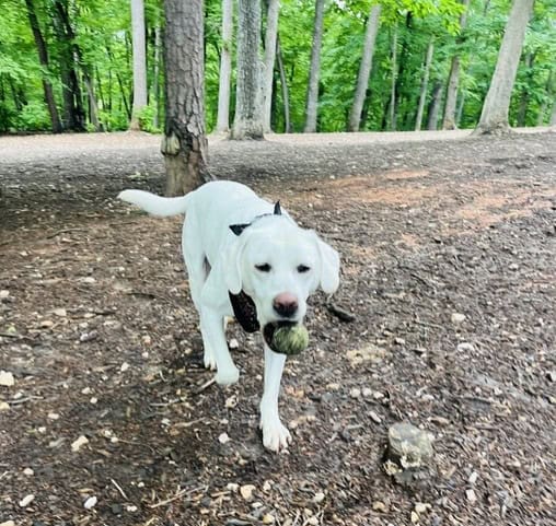 Best Dog Parks in Greensboro, NC