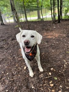 off leash dog park greensboro