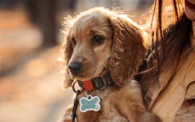 Don't Panic Top Tips to Bring Your Lost Dog or Cat Home in Greensboro