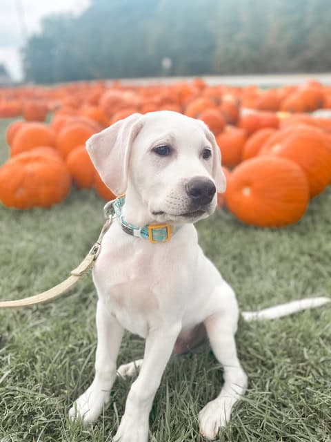 Dog-Friendly Pumpkin Patches
