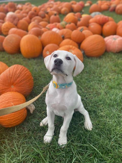 The Best Dog-Friendly Pumpkin Patches Near Greensboro, NC