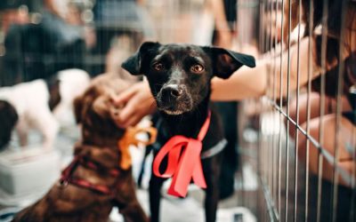 How Can I Help Animal Shelters At Christmas?