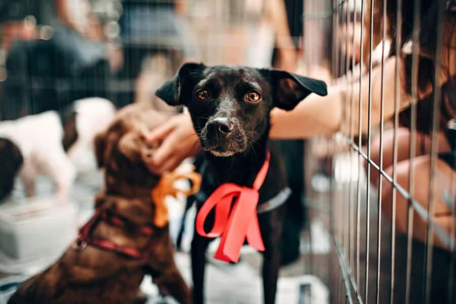 How Can I Help Animal Shelters At Christmas?