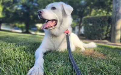The Best Veterinarians in Greensboro, NC