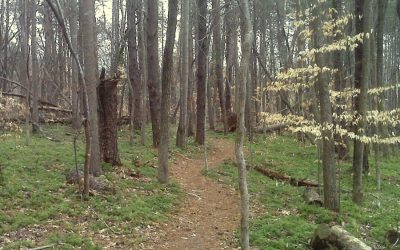 Discover the Best Dog Walks and Hiking Trails in Greensboro, NC