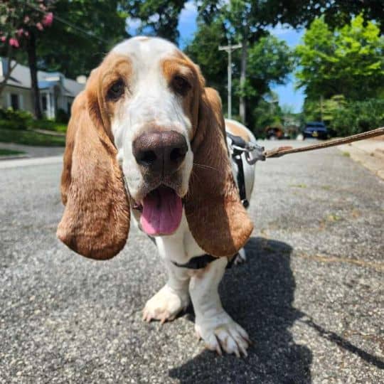 Private 11 Dog Walks Basset Hound Walking in Greensboro