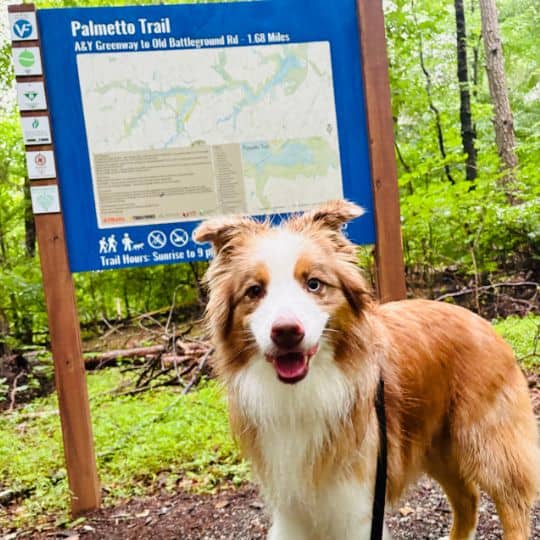 Adventure Walk on Palmetto Trail Top Tails Dog Walking Pet Sitting Greensboro NC Adventure Walk on Palmetto Trail Top Tails Dog Walking Pet Sitting Greensboro NC