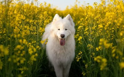 Allergy Season & Pets: How to Help Your Dog Cope with Spring Allergies
