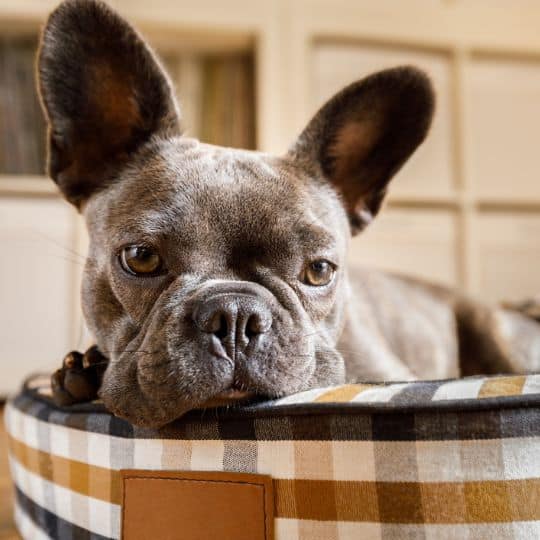 Almost Overnight Pet Sitting Top Tails Dog Walking Pet Sitting Greensboro NC Almost Overnight Pet Sitting Top Tails Dog Walking Pet Sitting Greensboro NC