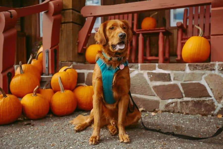 Best Dog-Friendly Pumpkin Patches Near Greensboro, NC