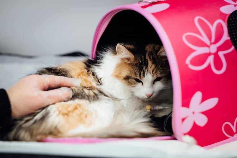 Cat in carrier - traveling with your pet