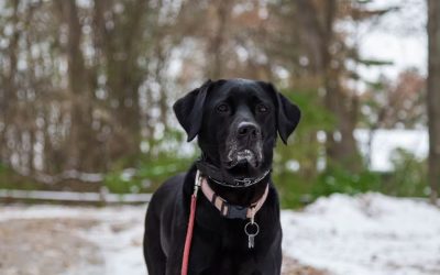 Christmas Tree Adventures with your Dog in Greensboro