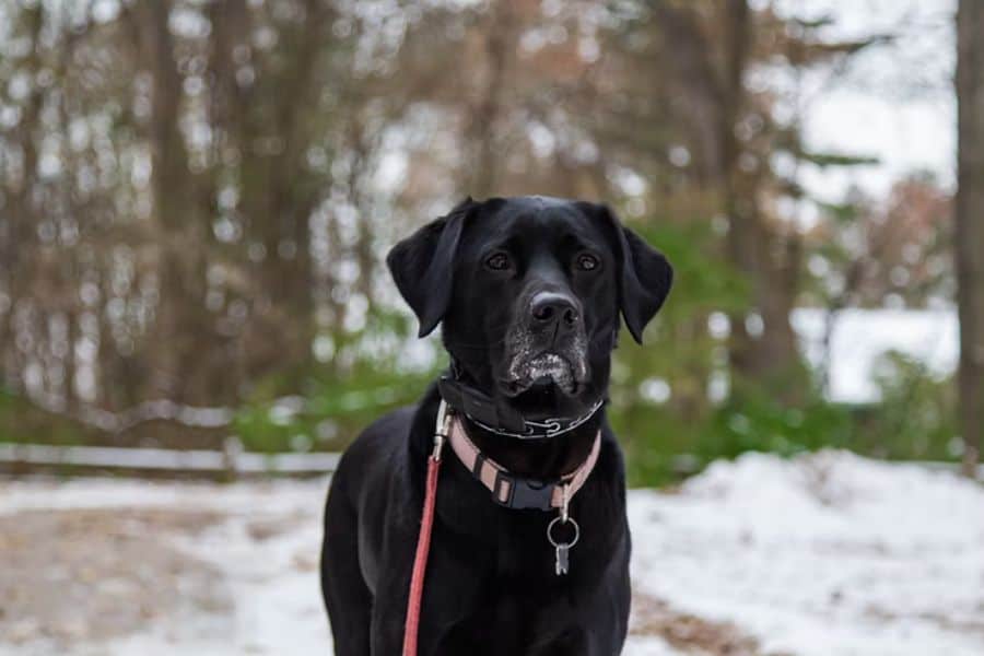 Christmas Tree Adventures with your Dog in Greensboro