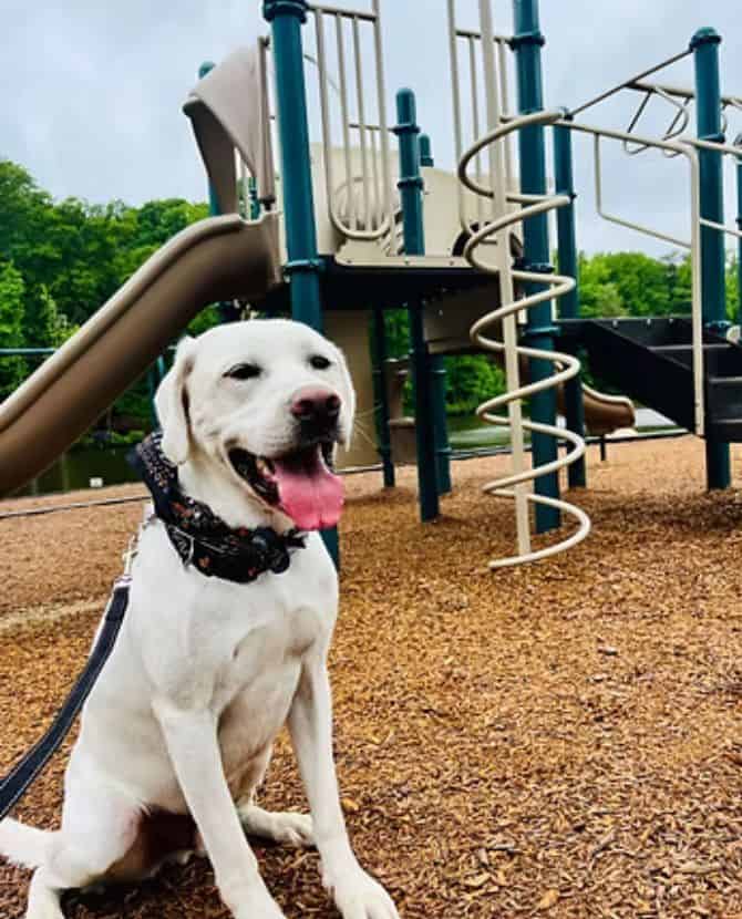 Country Park Playground