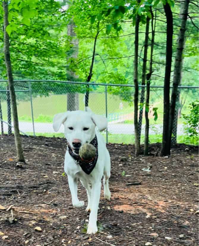 Dog Walker in Greensboro NC