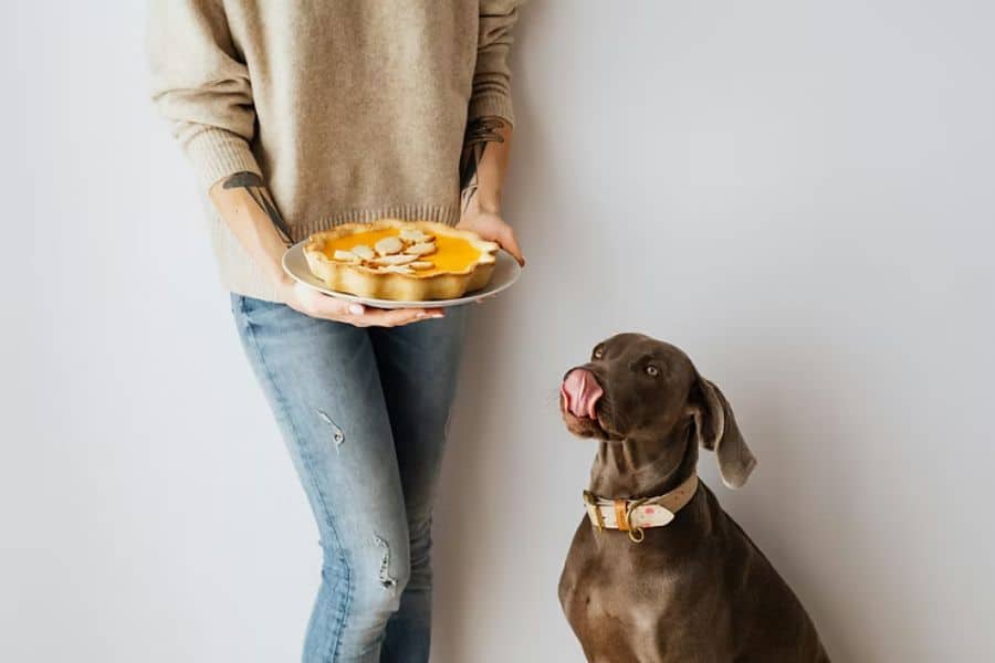 Dog eating pumpkin