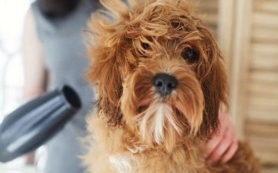 How To Choose The Right Dog Groomer In Greensboro, NC