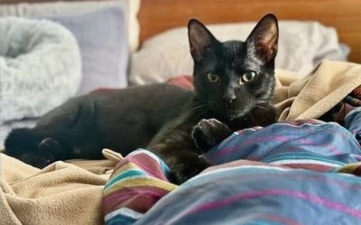 How to Choose the Right Shelter Cat for Your Home