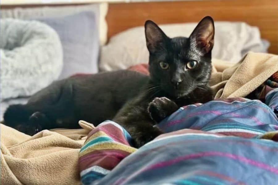 How to Choose the Right Shelter Cat for Your Home