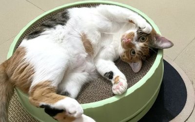 How to Get Your Cat to Stop Scratching