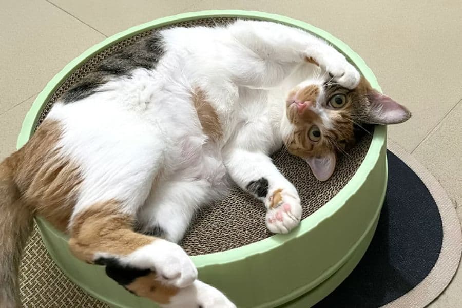 How to Get Your Cat to Stop Scratching