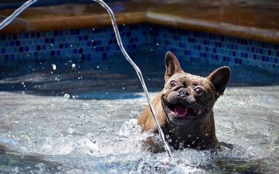 How to Keep Dogs Cool in the Summer Heat