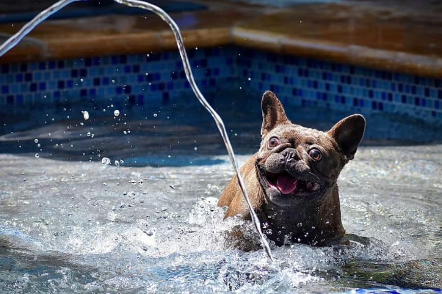 How to Keep Dogs Cool in the Summer Heat