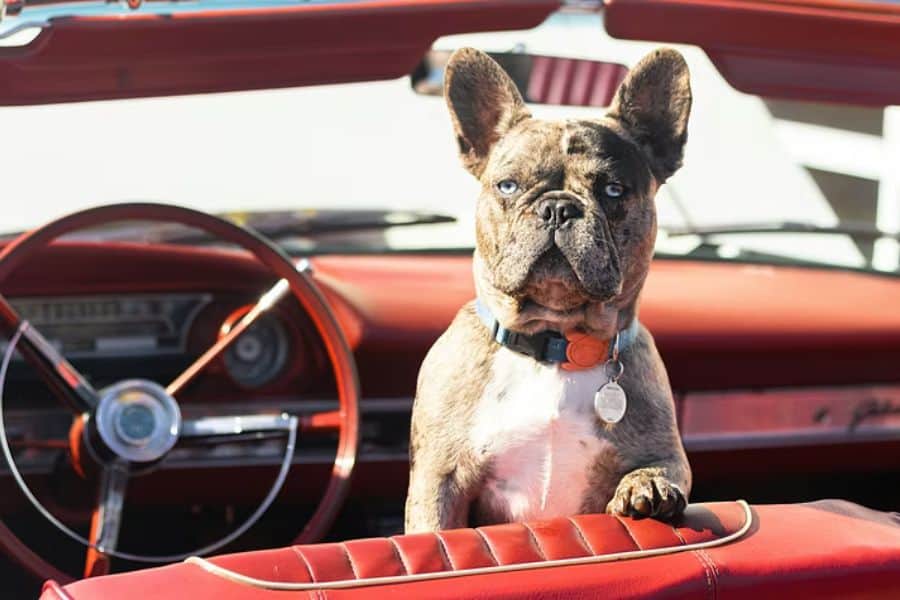 How to Prepare for Traveling with Your Pet