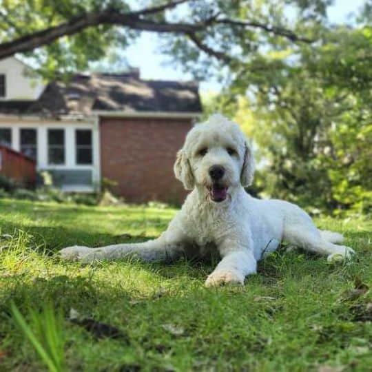 In-Home Pet Sitting Top Tails Dog Walking Pet Sitting Greensboro NC