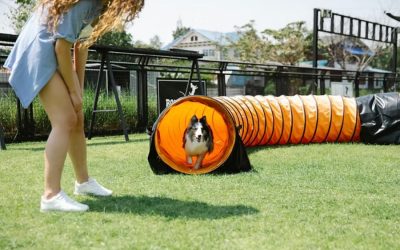 January is National Train Your Dog Month