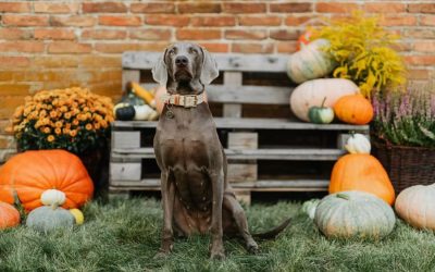 The Best Dog-Friendly Pumpkin Patches Near Greensboro, NC