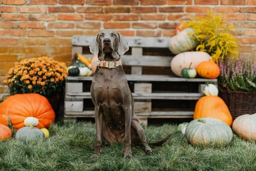 The Best Dog-Friendly Pumpkin Patches Near Greensboro, NC