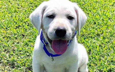 Top 5 Mistakes New Pet Owners Make (And How to Avoid Them)