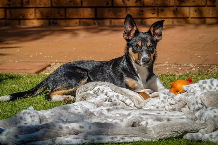 Traveling with your pet- Top Tails of Greensboro