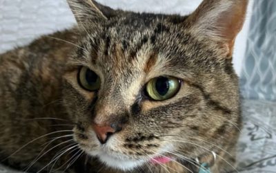 Why Even Independent Cats Need Care When You're Away