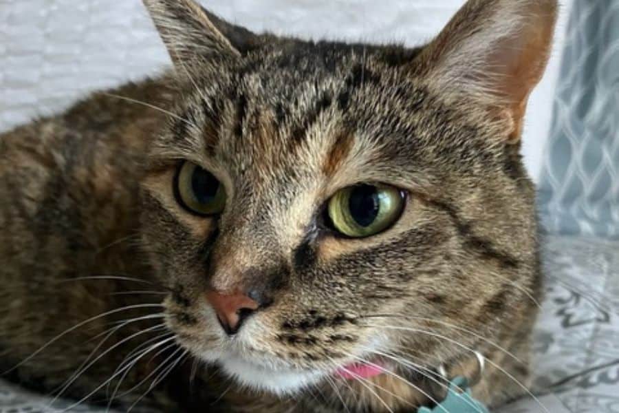 Why Even Independent Cats Need Care When You’re Away
