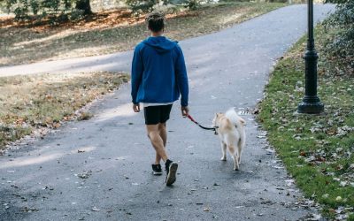 Why Regular Dog Walks Are Essential for Your Dog’s Health and Well-Being
