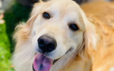 Your Dog’s Love Language Understanding Dog Behavior