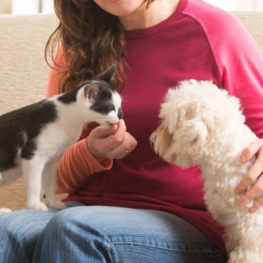 Your trusted pet sitter since 2019 Top Tails Dog Walking Pet Sitting Greensboro NC Your trusted pet sitter since 2019 Top Tails Dog Walking Pet Sitting Greensboro NC