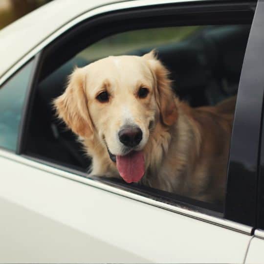Your trusted pet taxi service since 2019 Top Tails Dog Walking Pet Sitting Greensboro NC Your trusted pet taxi service since 2019 Top Tails Dog Walking Pet Sitting Greensboro NC