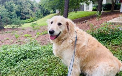 Why You Should Still Use A Dog Walker If You Work From Home