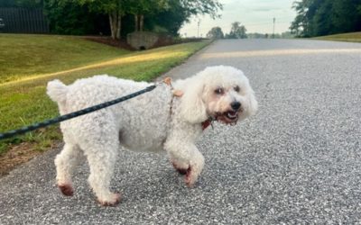 How Much Does a Dog Walker Cost in Greensboro?