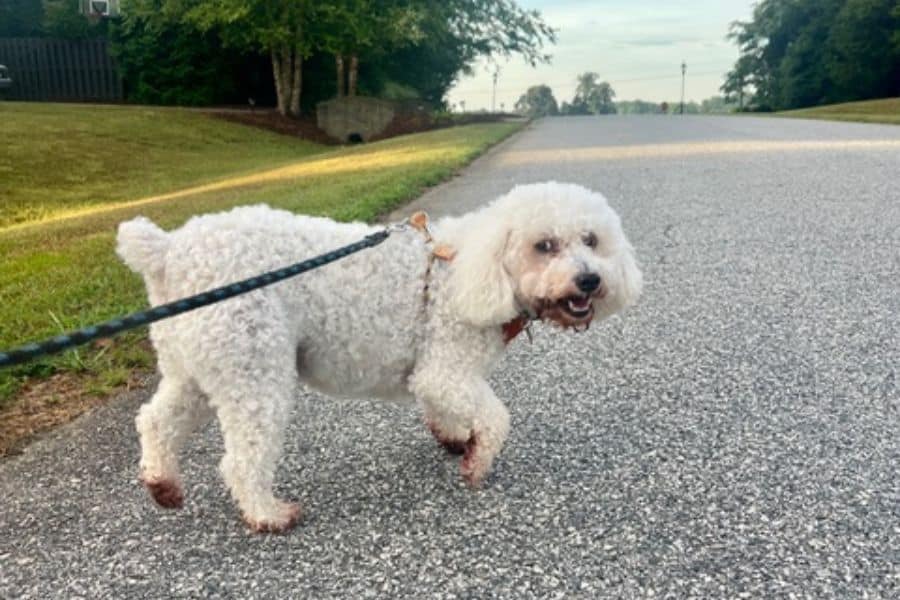 How Much Does a Dog Walker Cost in Greensboro?