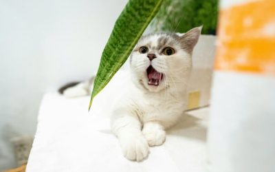 Understanding Cat Body Language: What Your Cat Is Really Saying