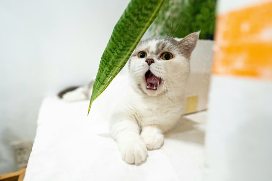 Understanding Cat Body Language: What Your Cat Is Really Saying