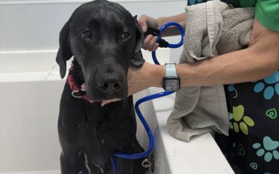 Best Self-Serve Dog Washes in Greensboro