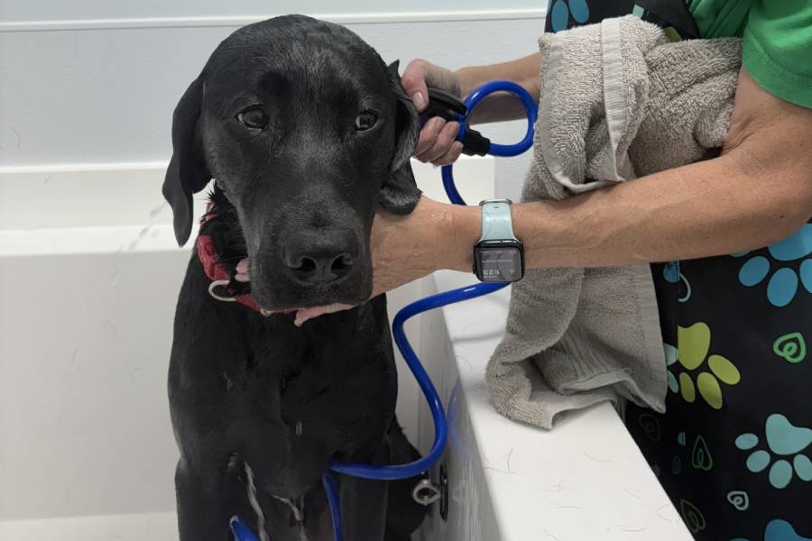 Best Self-Serve Dog Washes in Greensboro