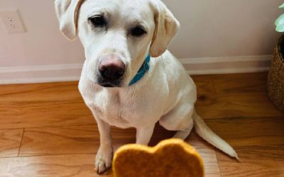 5 Easy Homemade Fall Treats for Dogs and Cats
