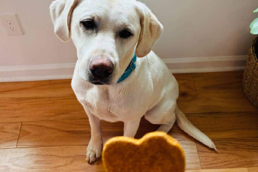 5 Easy Homemade Fall Treats for Dogs and Cats