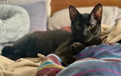 Pet Insurance: How It Works, and the Pros and Cons to Know